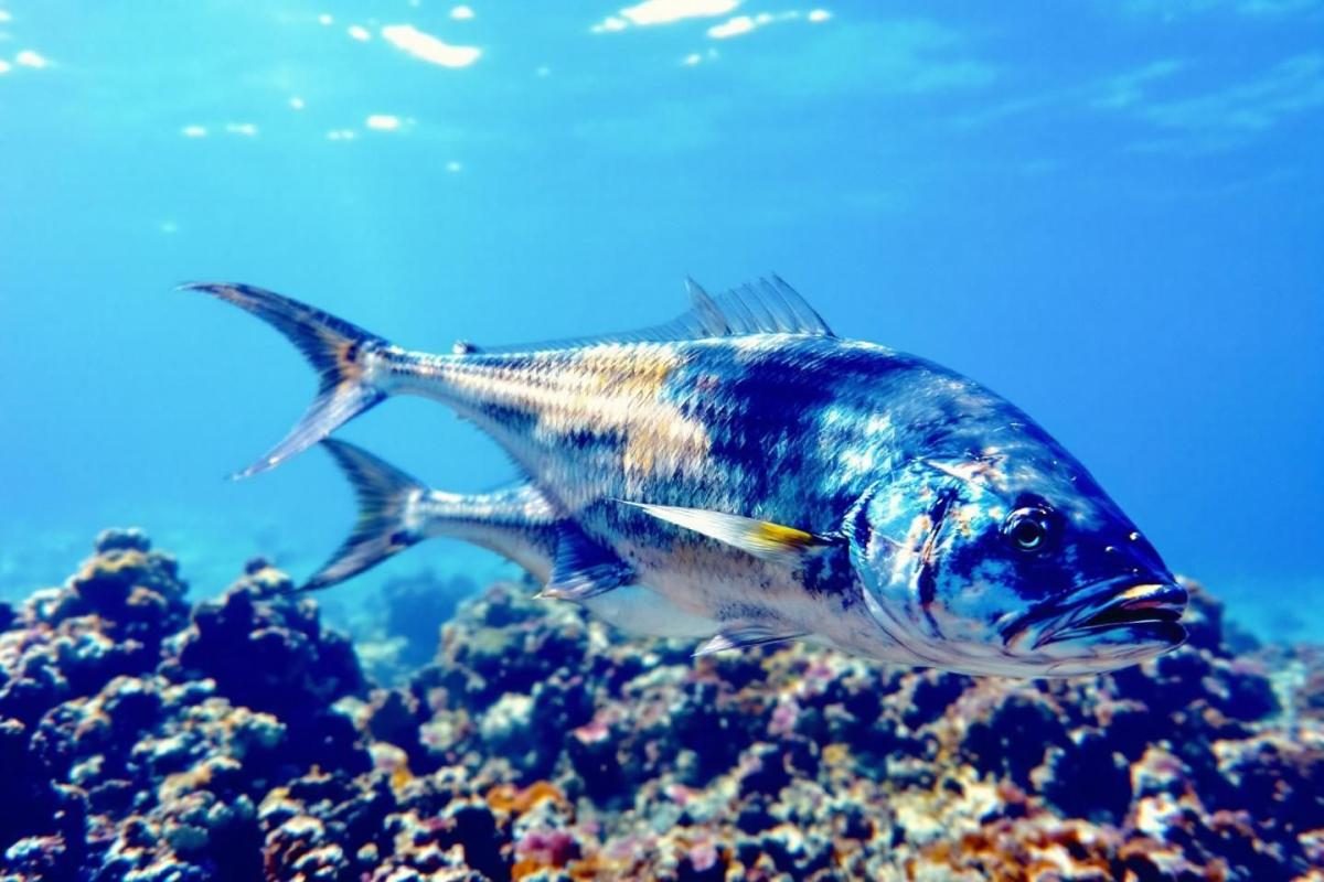 Bar ou loup : tout savoir sur ce poisson emblématique de la Méditerranée et de l'Atlantique