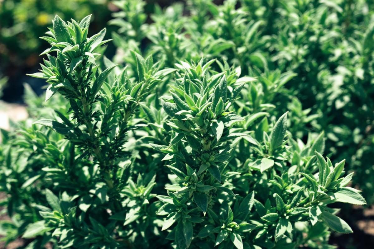 Cette herbe que vous ignorez protège votre cœur (et vous l'avez sûrement chez vous)