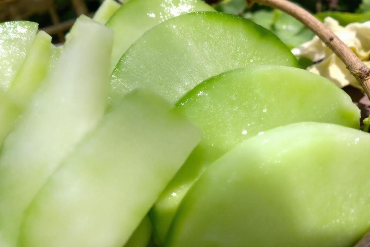 Melon boule de miel : culture, récolte et astuces pour déguster ce fruit sucré