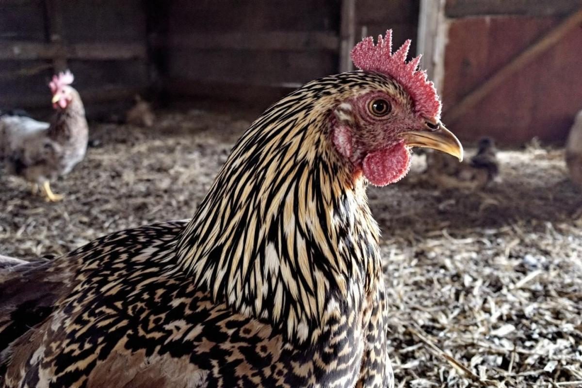 Poule coucou de Rennes : guide complet de cette race bretonne aux plumes rayées et rustiques