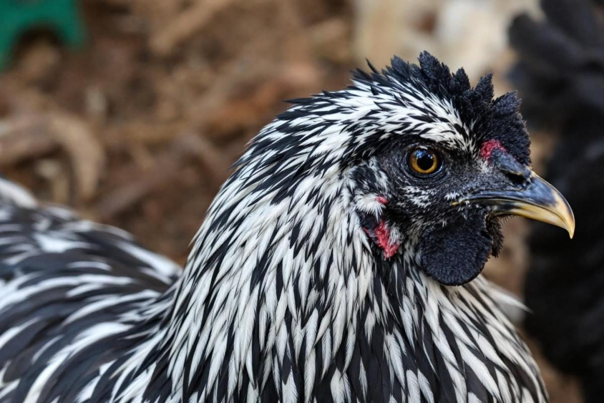 Poule Wyandotte : caractéristiques, élevage et conseils pour cette race de poule rustique