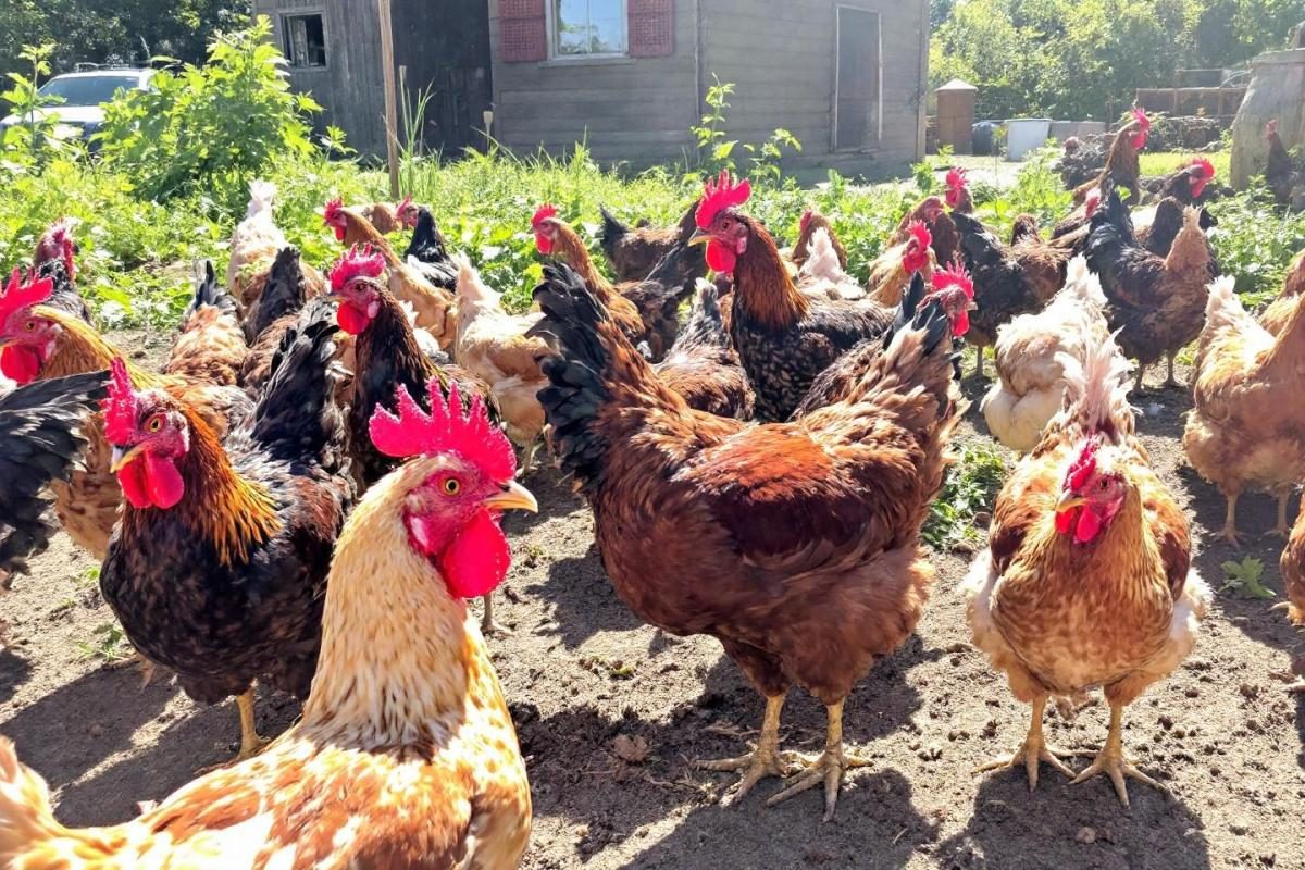 Les poules peuvent-elles manger des carottes crues ? Guide complet pour bien les nourrir