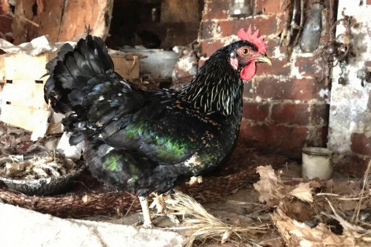 Prix poule Géline de Touraine : tarifs et conseils d'achat pour cette race française